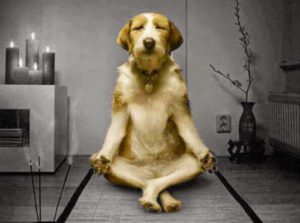 initiation-mindfulness-méditation-pleine-conscience